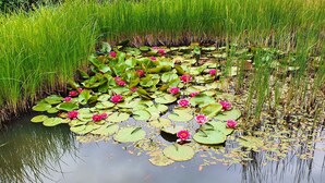 A pond with water lilies and green grass. - Sport Hotel Kenzingen (Kenzingen)