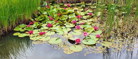 A pond with water lilies and green grass.