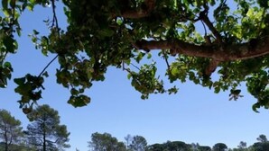 Une piscine avec deux chaises longues rouges et un arbre qui la surplombe.