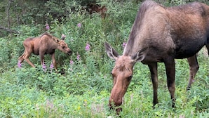 A moose in a natural setting with dense vegetation and trees in the background. - Earthsong Lodge - FAMLY (Healy)