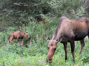 A moose grazing in a lush, green forest.