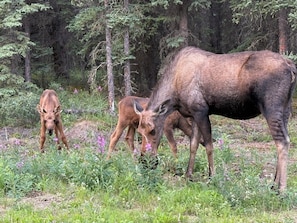Een eland in een bebost gebied met dichte bomen en begroeiing.