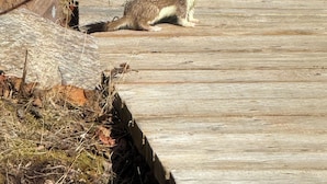 A wooden boardwalk with a small animal, possibly a bird, on it. - Earthsong Lodge -Two Room Cabin (Healy)