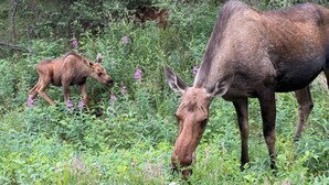 A moose in a natural setting with dense vegetation and trees in the background. - Earthsong Lodge -Two Room Cabin (Healy)