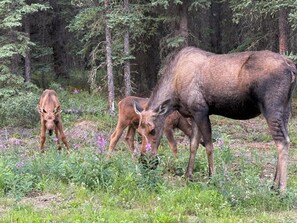 A moose in a forested area with dense trees and greenery.