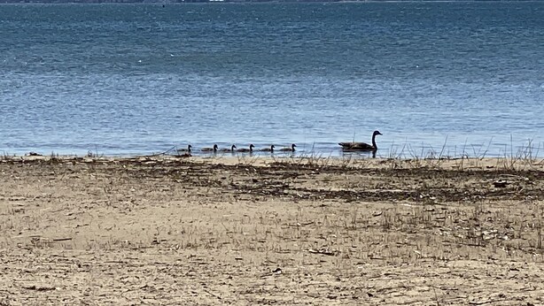 A beach with a sandy shore and a calm sea. - (Cedar Cabin) Cozy 2 Bedroom Cottage - Waterfront - No Pets (East Tawas)