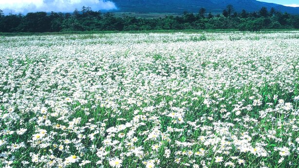 Un campo de flores blancas con una montaña al fondo.