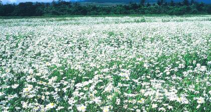 Sports Inn Aoyama Dori