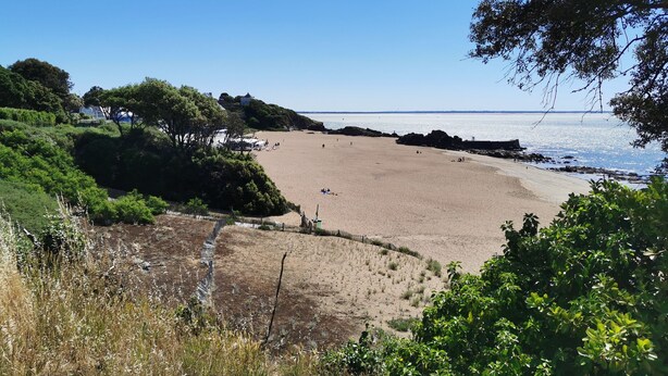 Una playa con arena, árboles y cielo despejado.