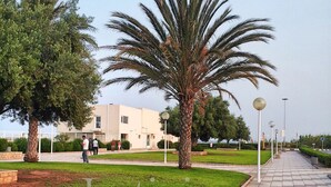 Un chemin pavé bordé de palmiers, avec un bâtiment en arrière-plan.