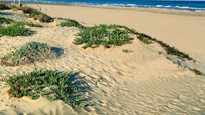 Une plage de sable bordée de végétation verdoyante, offrant une vue dégagée sur l’océan.