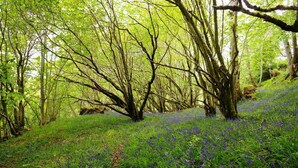 Un área boscosa con un sendero y flores silvestres.