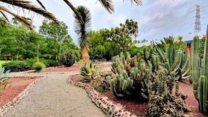 Ein Garten mit verschiedenen Kakteen und Palmen, einem gepflasterten Weg und einer roten Ziegelkante.