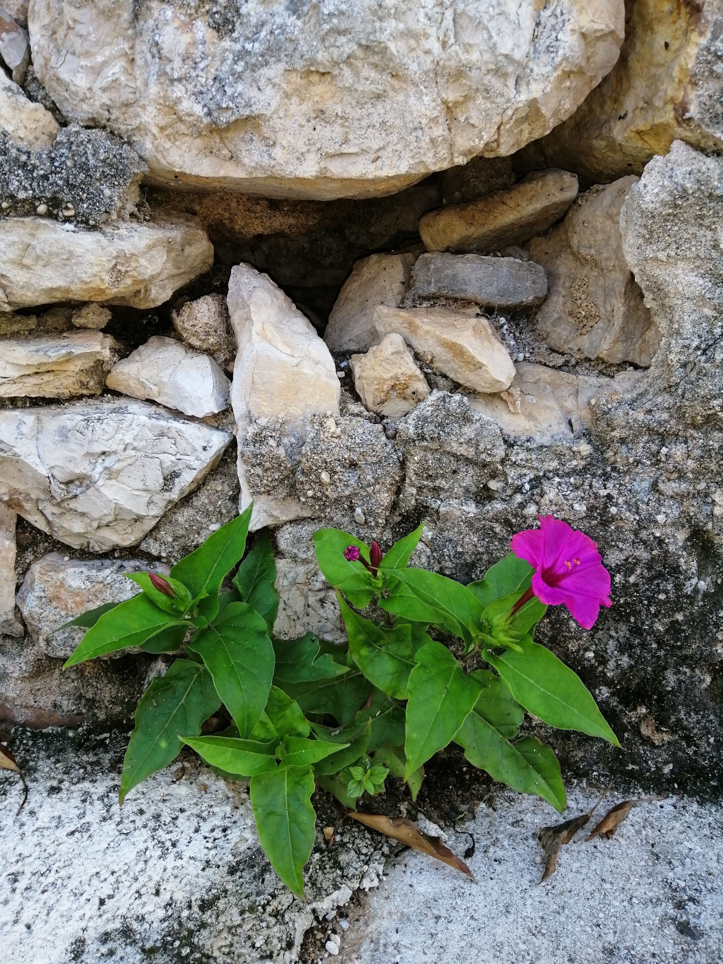 Un mur de pierres avec une petite plante et une fleur rose qui poussent parmi les rochers.