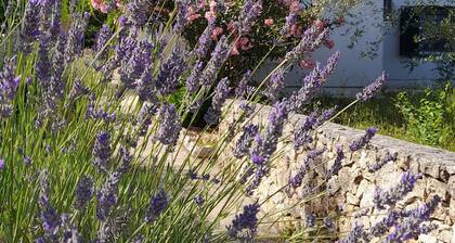 Detached House Miketa