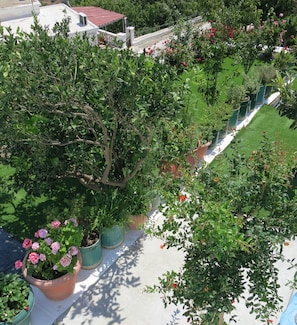 A rooftop garden with various potted plants and flowers, surrounded by a white wall and a red roof. - Room-andoni's House in Pitrofos Andros i (Andros)