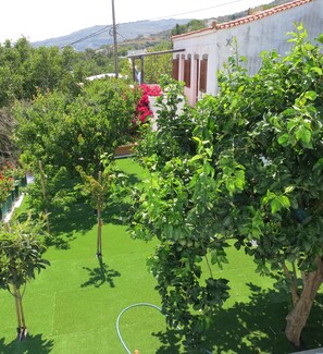 Un jardin avec de l’herbe verte, des arbres et un tuyau d’arrosage.