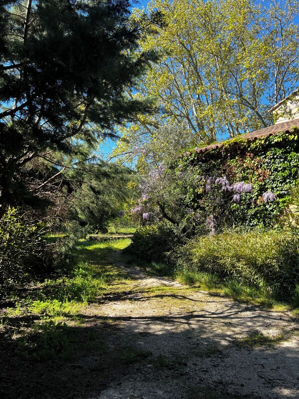 Ein Kiesweg führt durch einen Garten mit verschiedenen Pflanzen und Bäumen.