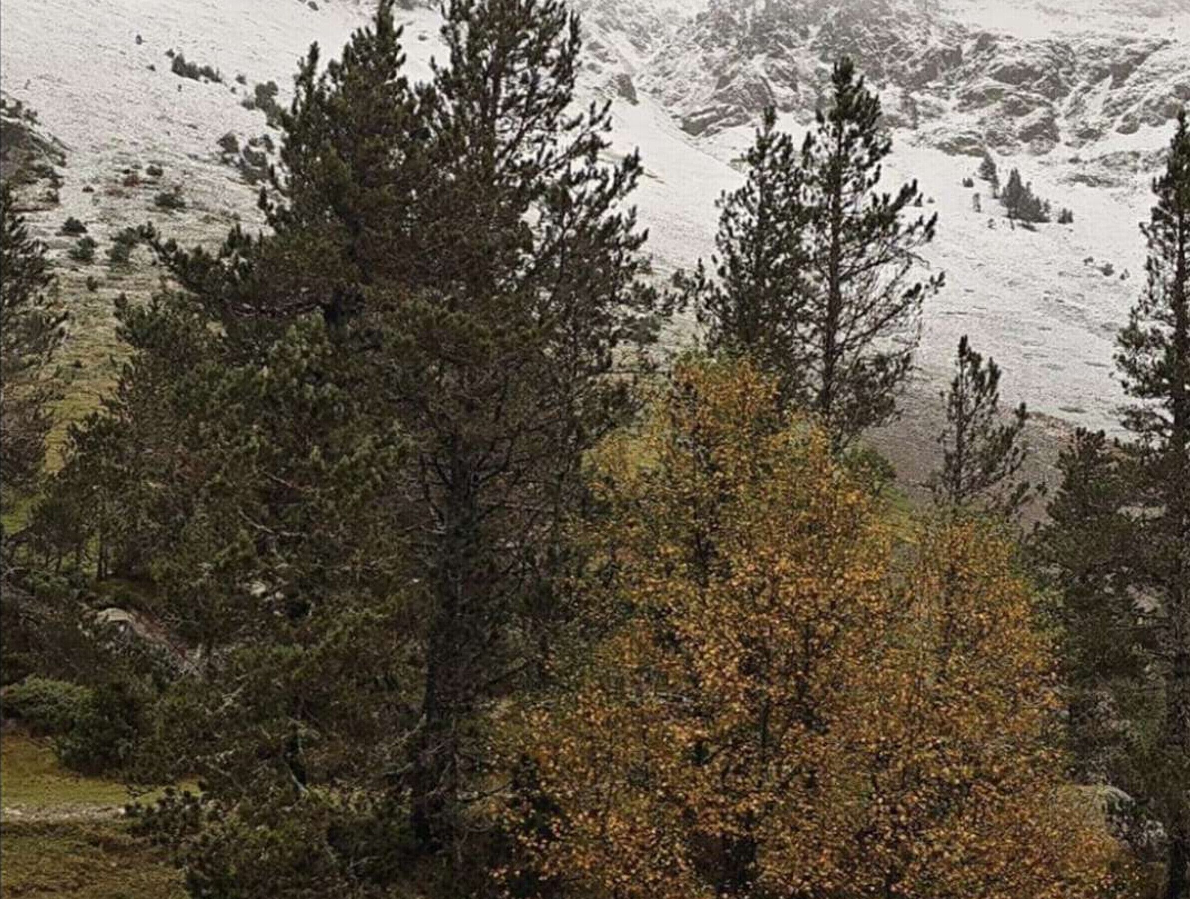 A mountainous landscape with dense coniferous trees and a clear view of the valley below.