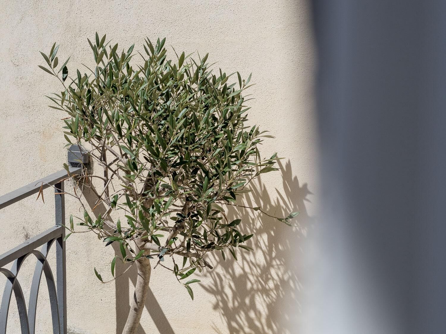 Photo - Casa Carolina