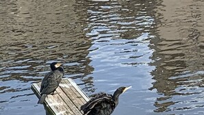 Een houten steiger die uitsteekt in kalm water, met twee vogels erop.