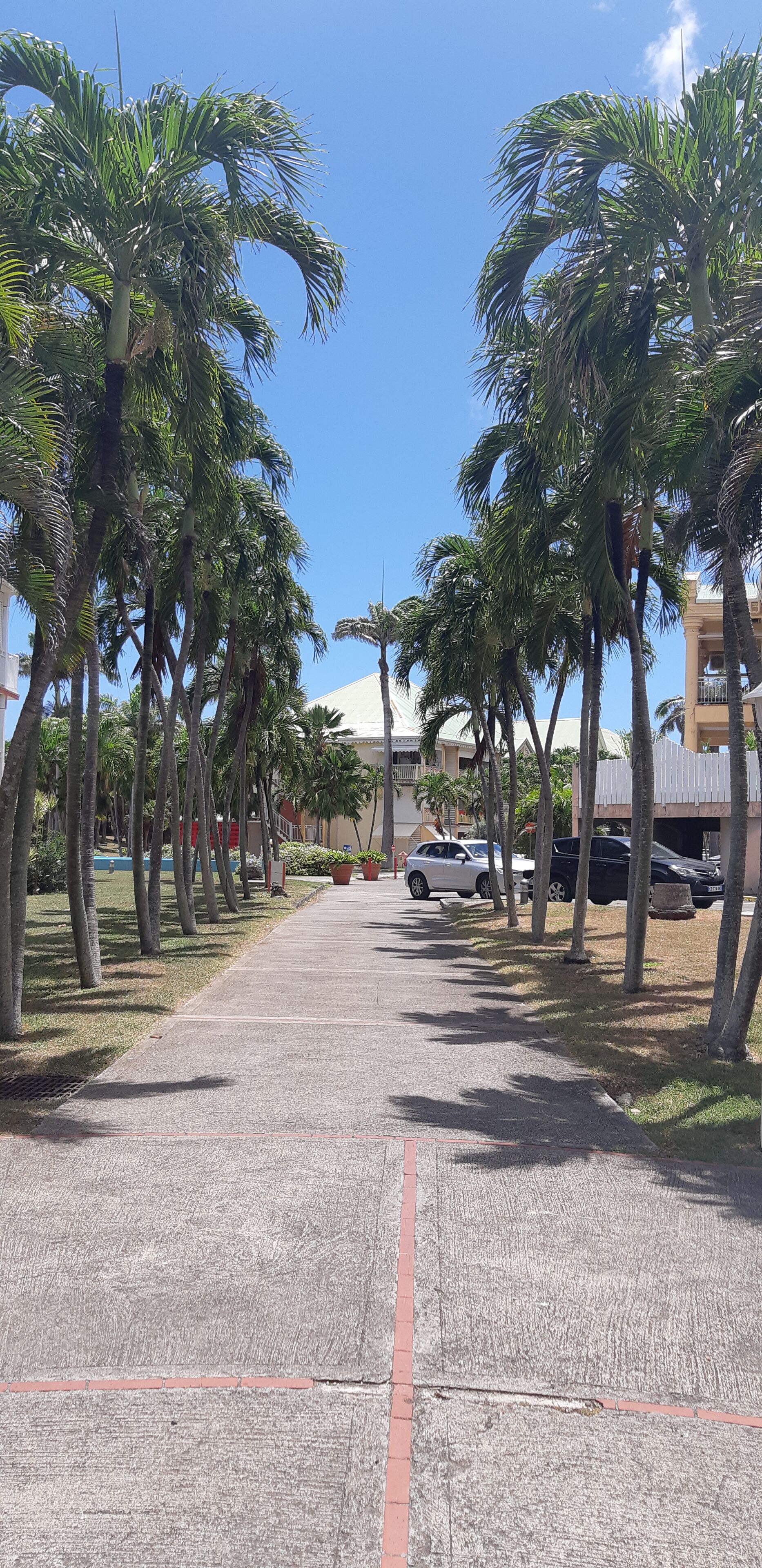 A paved pathway lined with palm trees, leading to a building with a dome-shaped roof.