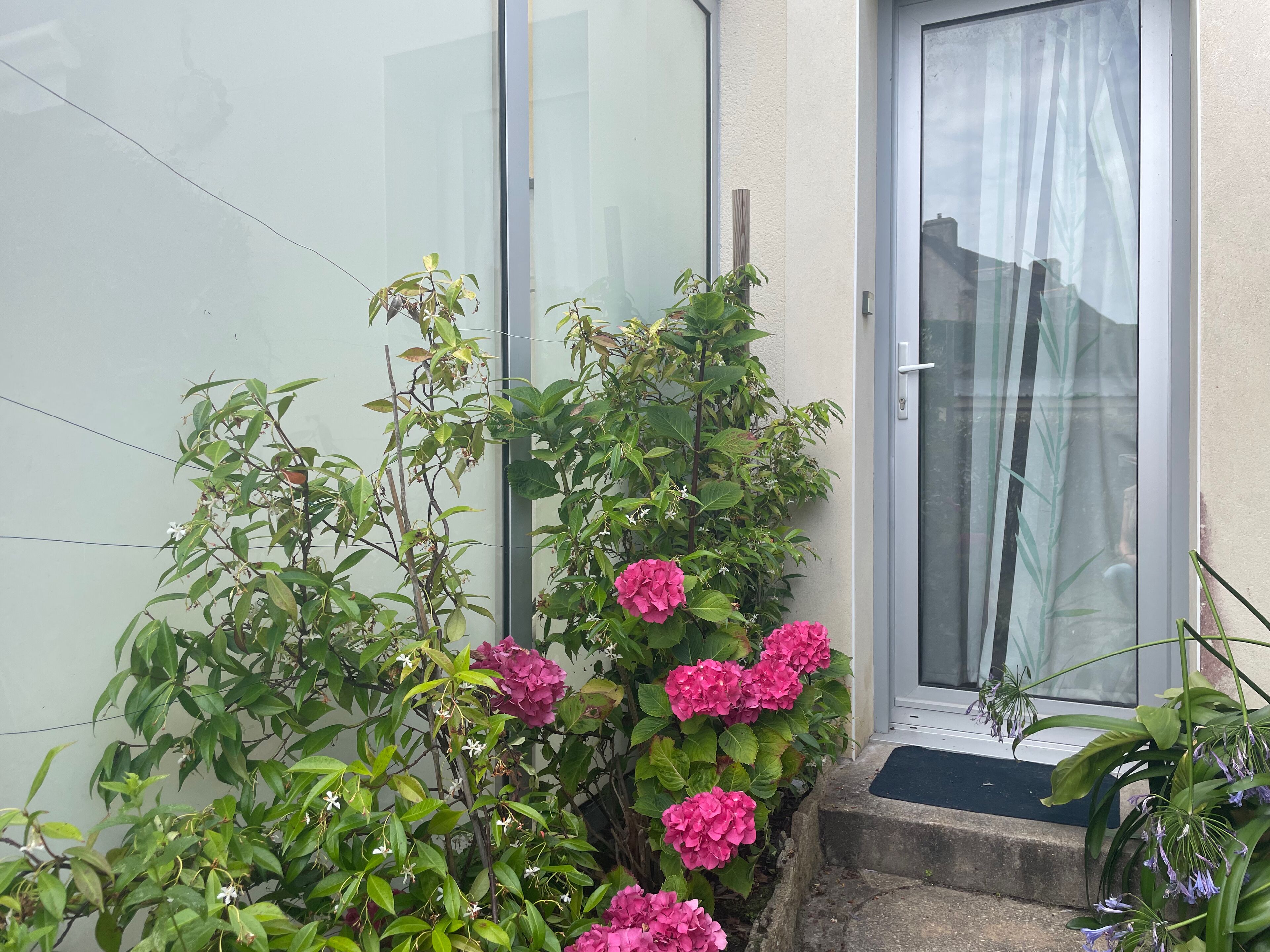 Un quartier résidentiel avec une porte, des marches et diverses plantes, notamment des hortensias et des fleurs blanches.