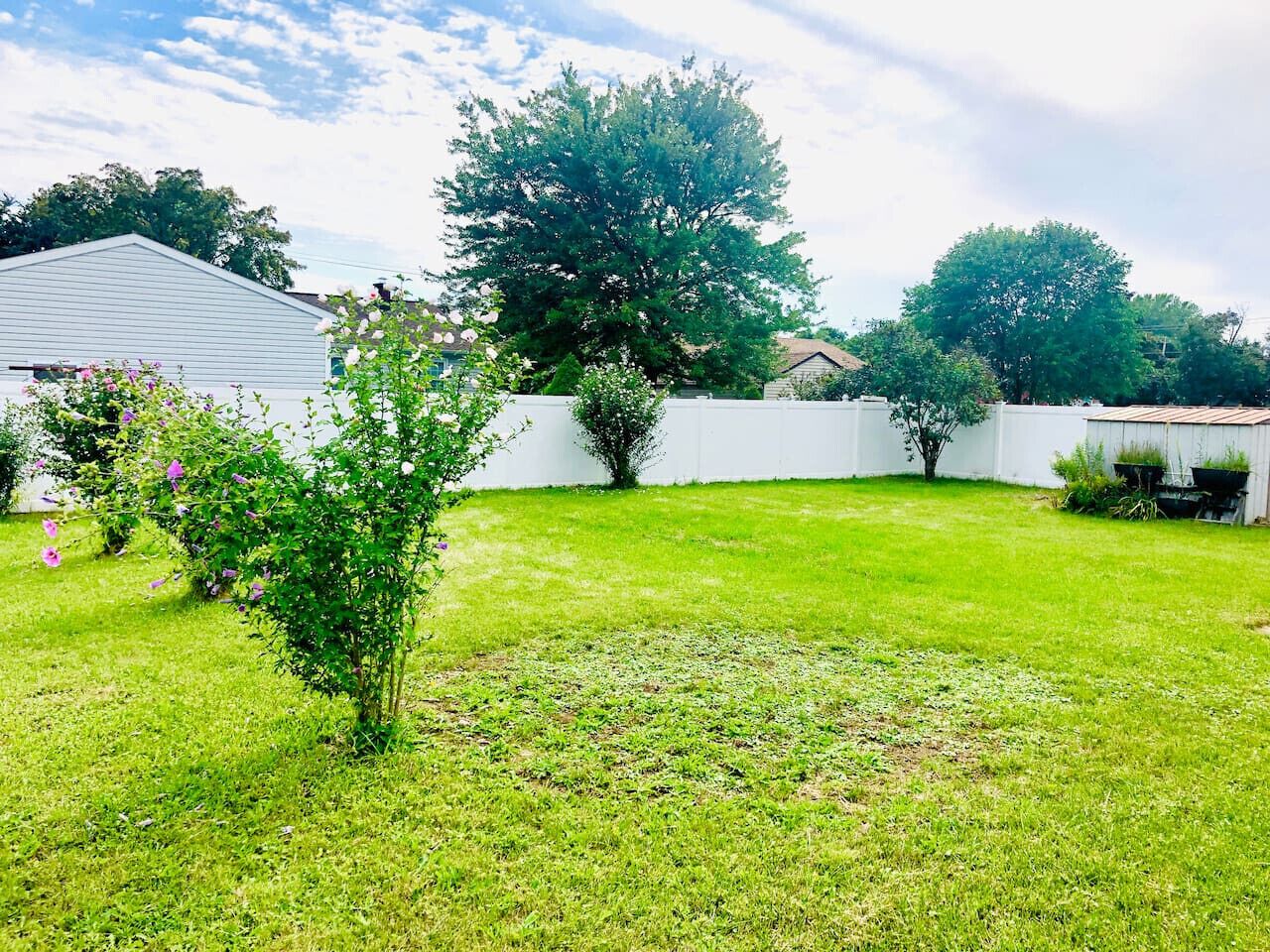 A backyard with a lawn, a small tree, and a white fence.