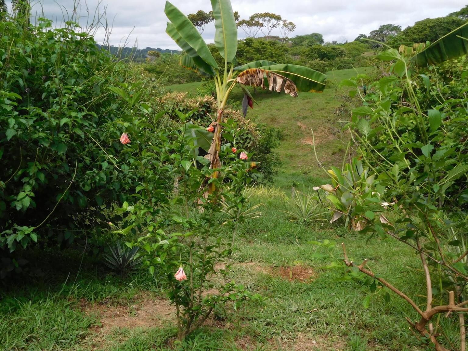 A lush garden with banana plants and various green foliage.