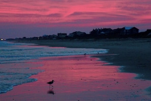 A beach scene with a bird standing on the wet sand near the water's edge.