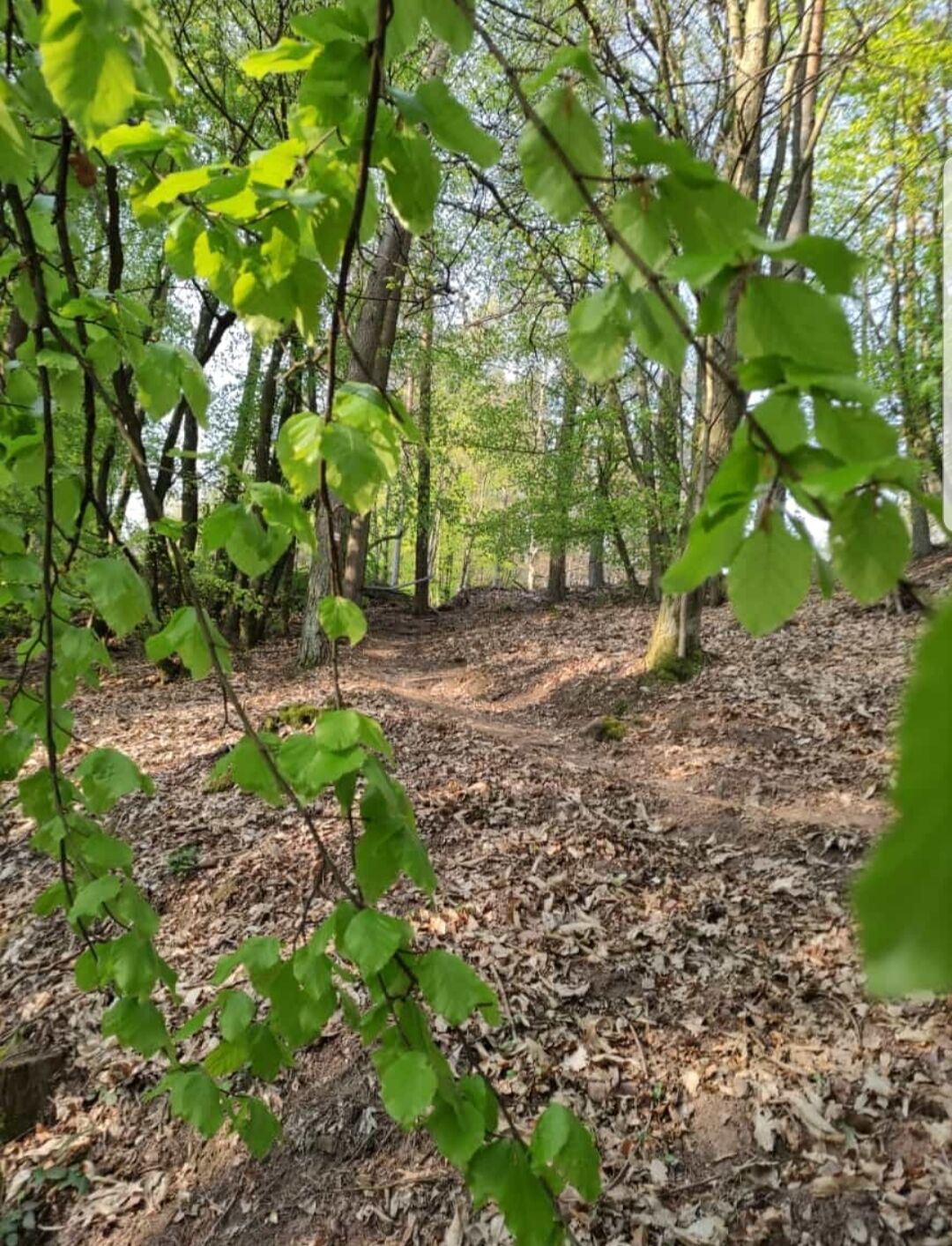 A forest path with dense trees and a ground covered in dry leaves.