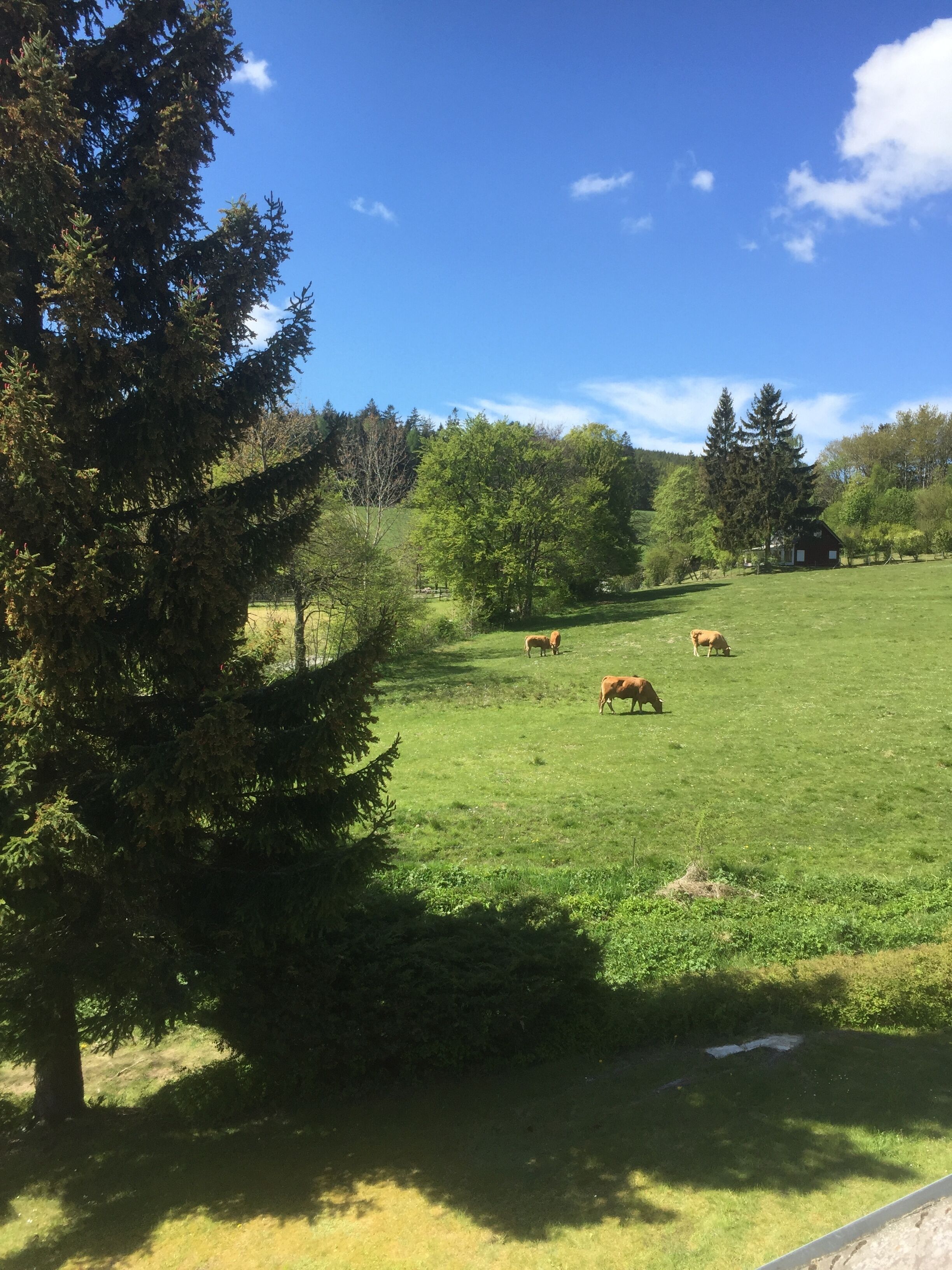 Un champ verdoyant où paissent plusieurs vaches, entouré d’arbres et surplombé d’un ciel bleu clair.