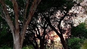 A park bench under a large tree with a metal frame and wooden seat. - Rancho Viejo Getaway Condo (Rancho Viejo)