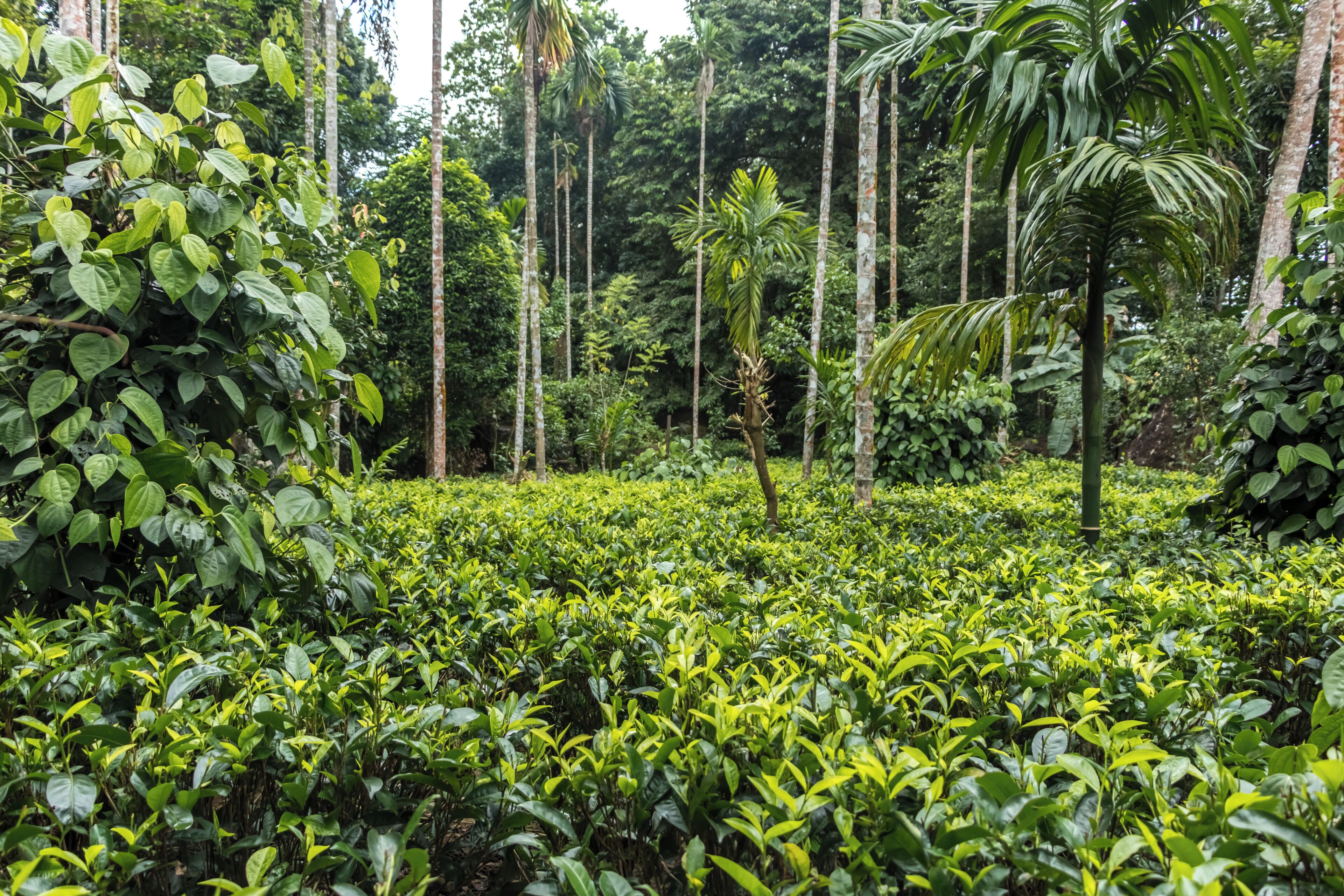 A lush tea plantation with dense greenery and tall trees.