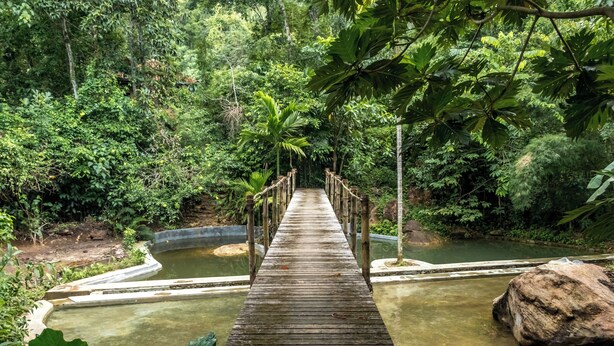 Un puente de madera sobre un estanque en un bosque frondoso y verde.