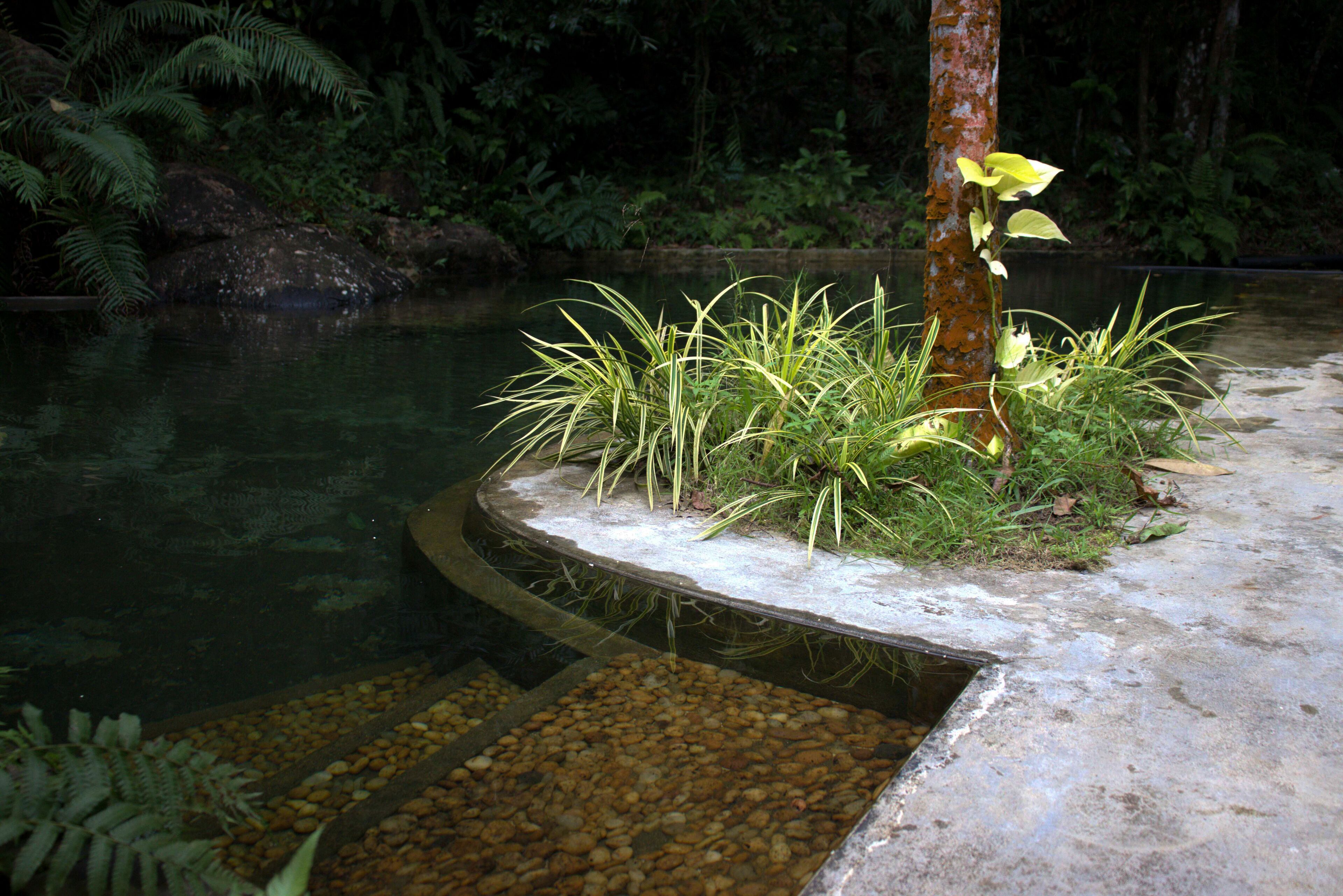 A concrete island with a small pond, surrounded by greenery and a tree with yellow flowers.