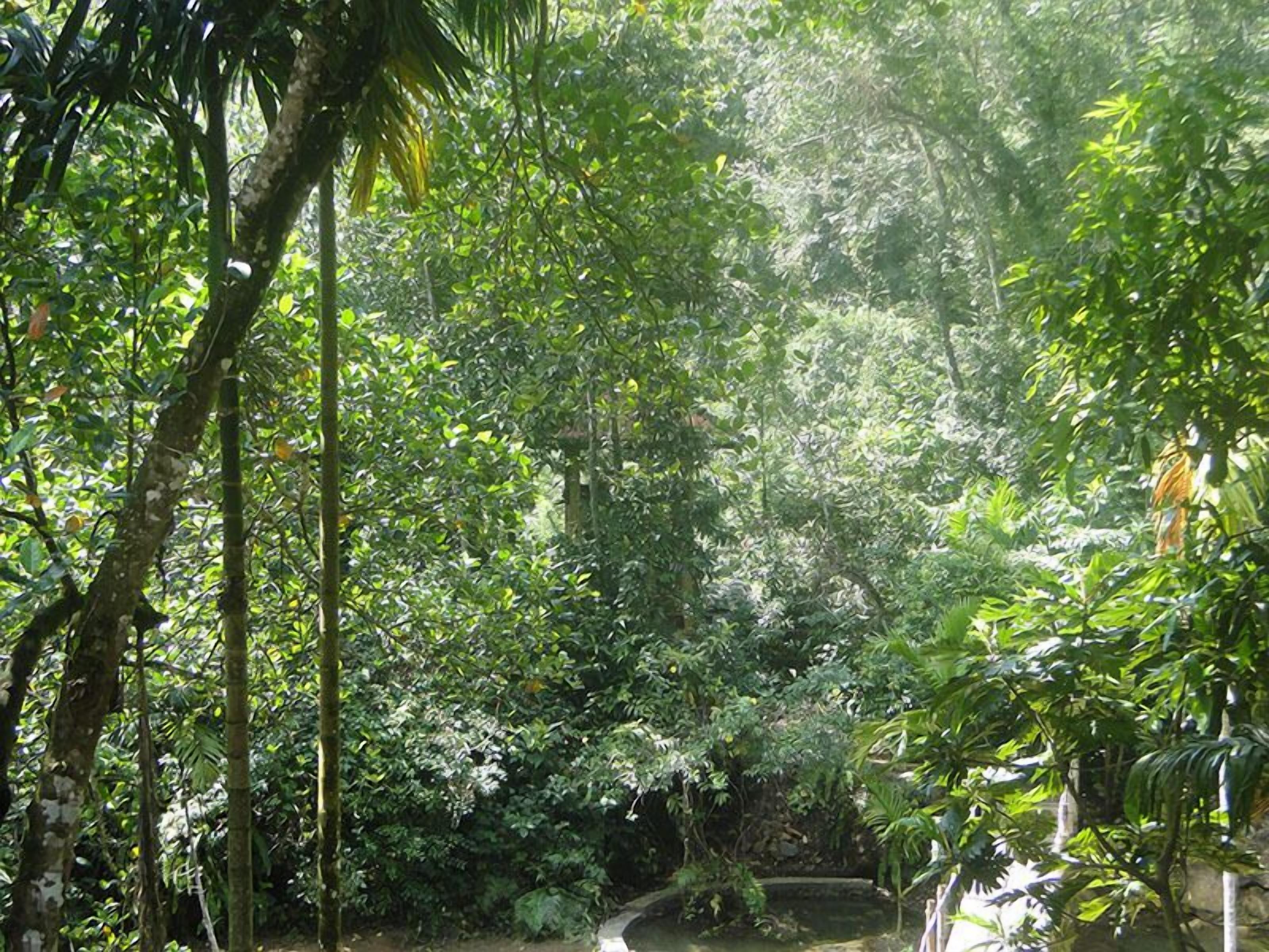 Un bosque frondoso y tupido, con diversas especies de árboles y abundante sotobosque.