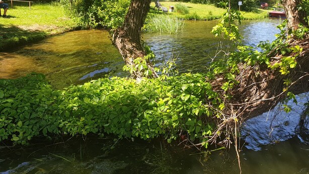 A riverbank with dense greenery and a fallen tree trunk in the water. - Great bungalow on the water (terrace, garden, beach, boat, bicycles, etc.) (Groß Kreutz (Havel))