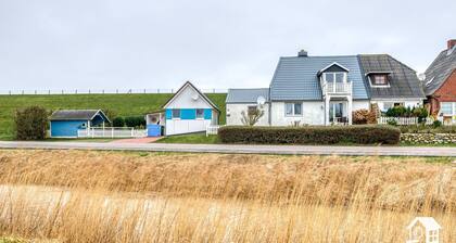 Lammkieker direkt am Außendeich