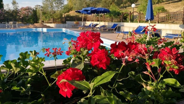 A swimming pool with lounge chairs and umbrellas, surrounded by greenery and trees.