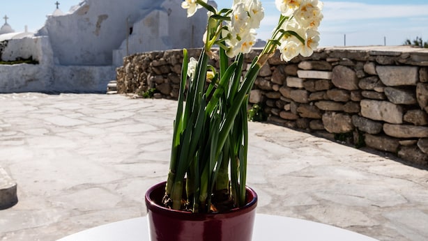 A potted white flower on a white table with a stone wall and a white building in the background. - Sunset Paraportiani Rooms (Mykonos)