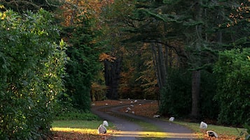 Un sendero sinuoso que atraviesa un bosque de árboles y rocas.