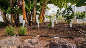 Property grounds - Coral Dreams (Adeje)