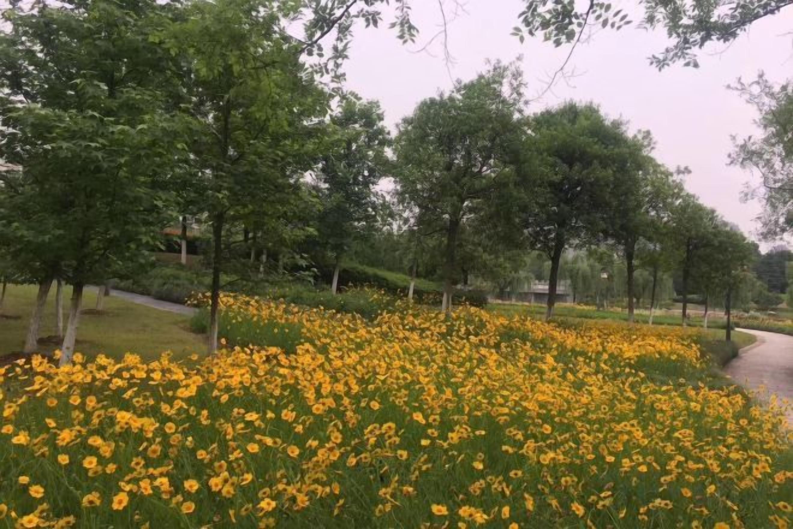 A park with a pathway and trees.