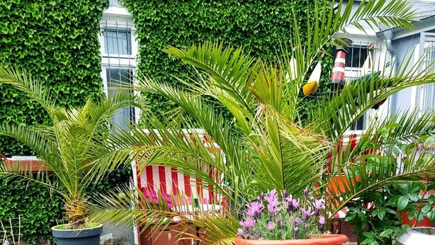 Variedad de plantas y flores en macetas, dispuestas sobre mesas y pedestales, con un fondo de adoquines y un edificio con pared cubierta de hiedra.