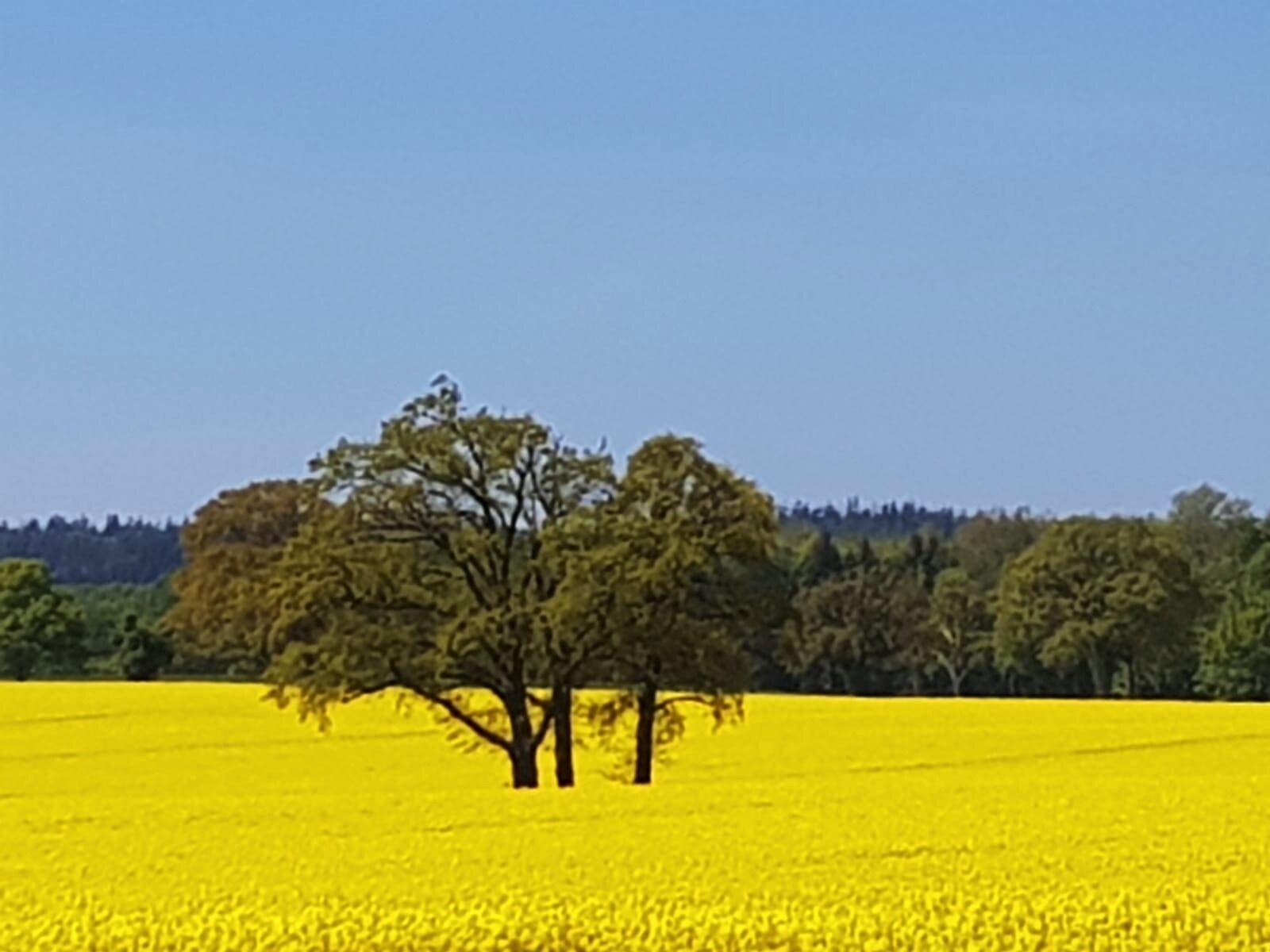 Un champ de fleurs jaunes avec un seul arbre au centre.