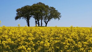 Een veld met gele bloemen, met twee grote bomen op de achtergrond.