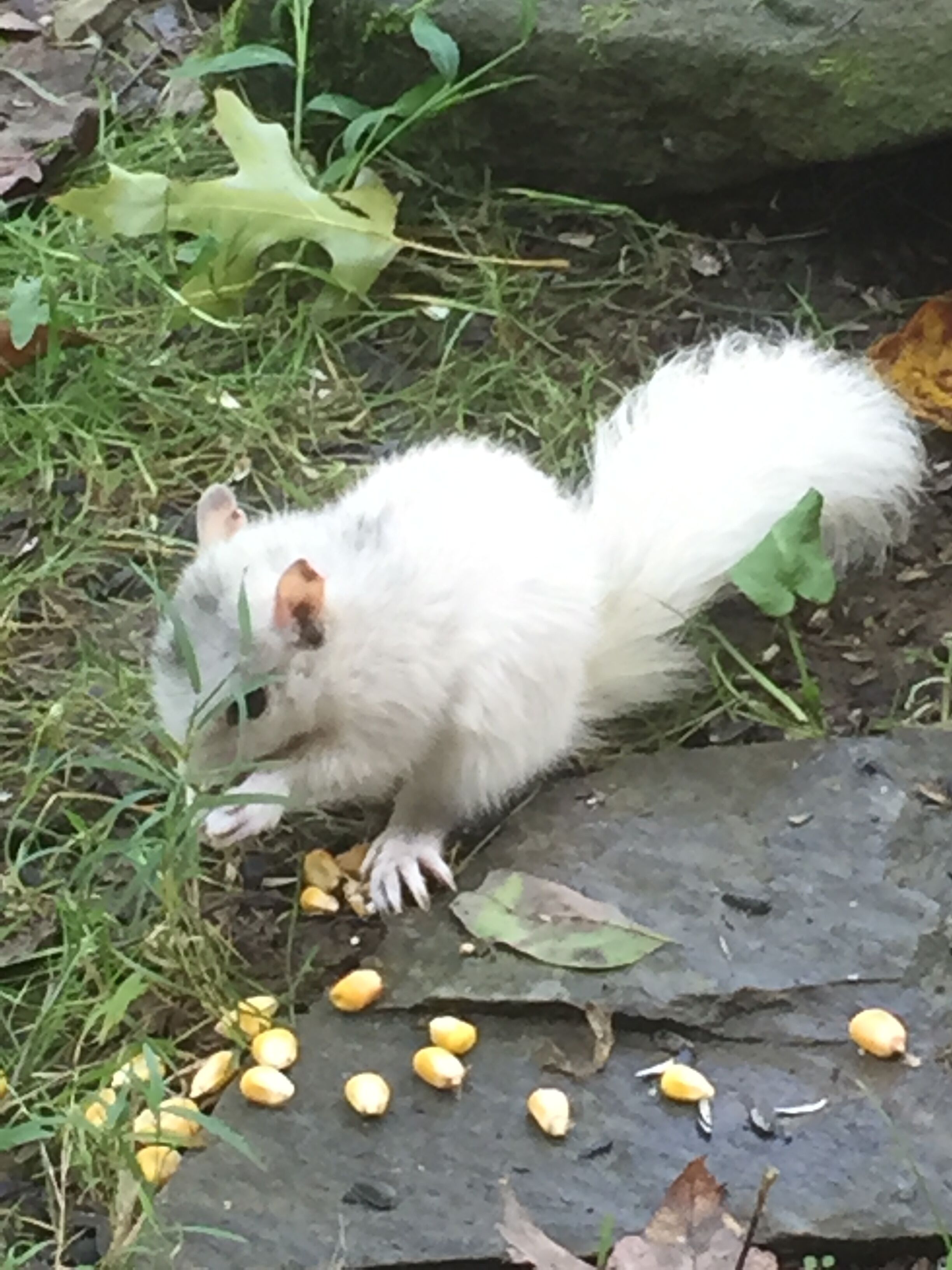 A squirrel on a rock surrounded by yellow fruits and green leaves.