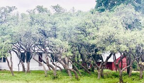 Exterior - Quiet Farmhouse surrounded by 50 acres  (Liberty Hill)