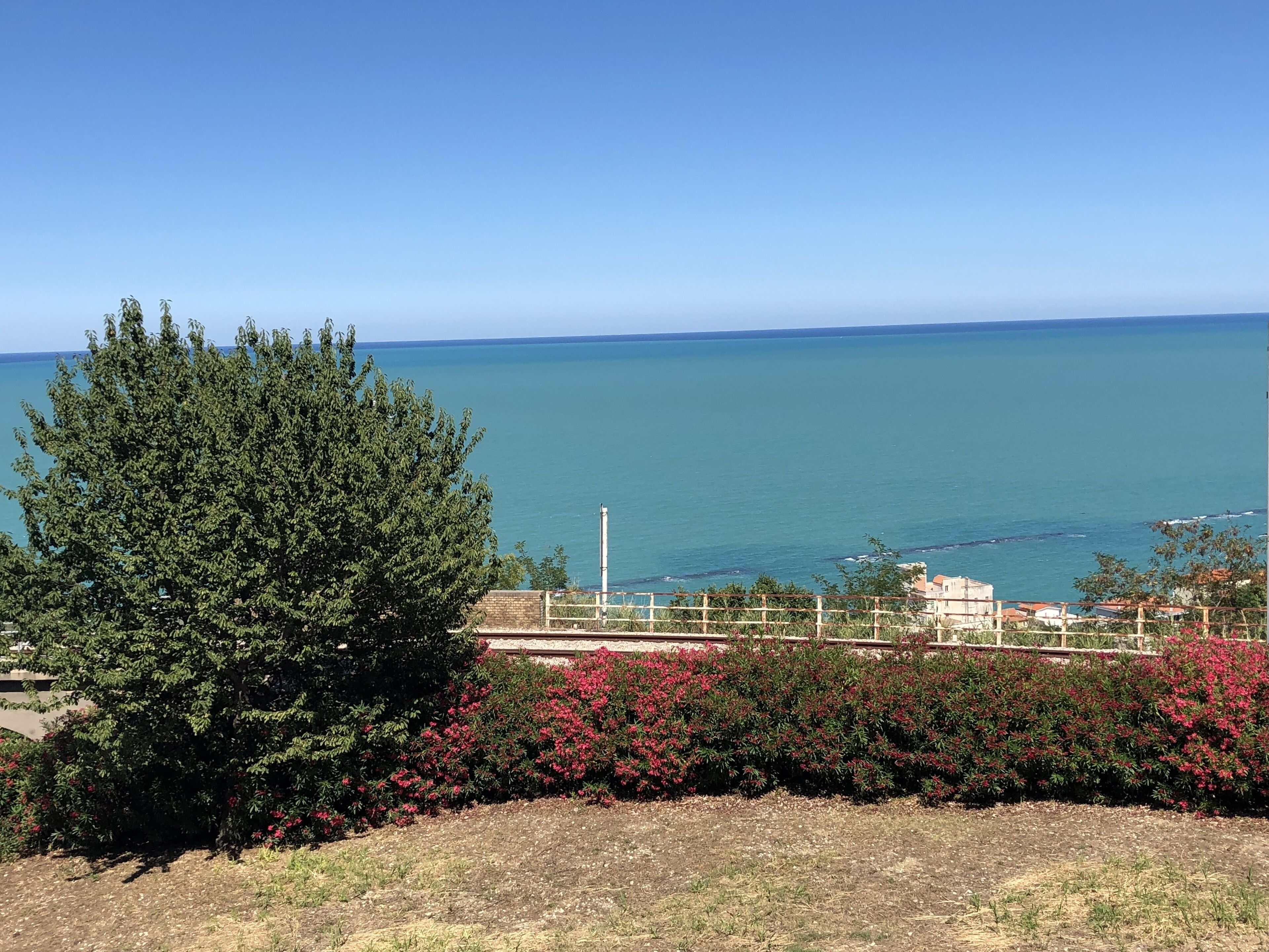A coastal view with a large tree and flowering bushes in the foreground, a clear sky, and a calm sea.